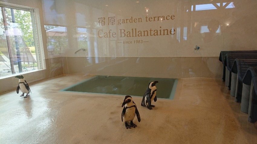 三木のペンギンのいるカフェ